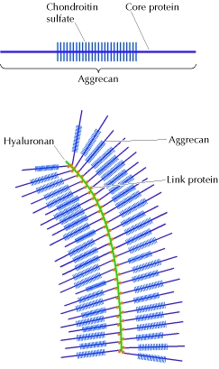 Ejemplos De Proteinas Primarias Pdf