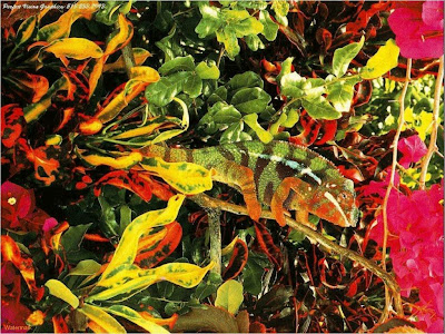 Gulmohar Tree Wallpaper