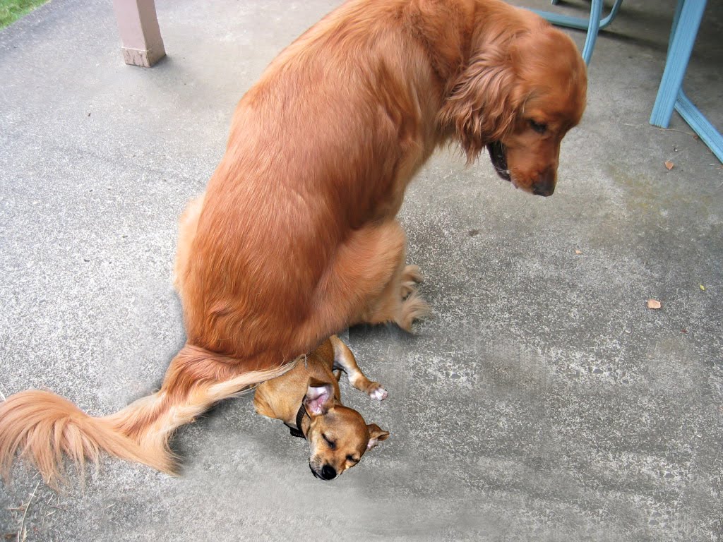Dog Slobbers After Food Dog Slobbers After Food