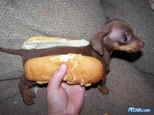 [CACHORRO...VIVO.jpg]