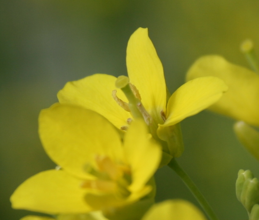 Spicebush Log Turnips, Pigs, and Salamanders