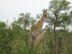 Tall dude in Africa
