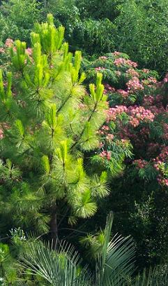 Pinus elliottii