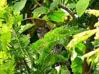 choca barrada