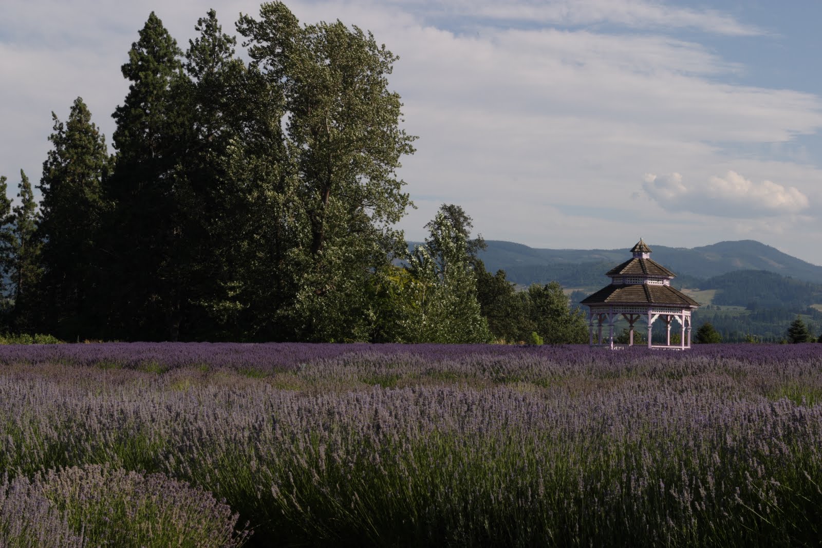 Lavender Valley