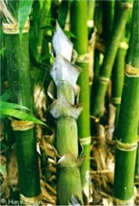 Bengal Bamboo