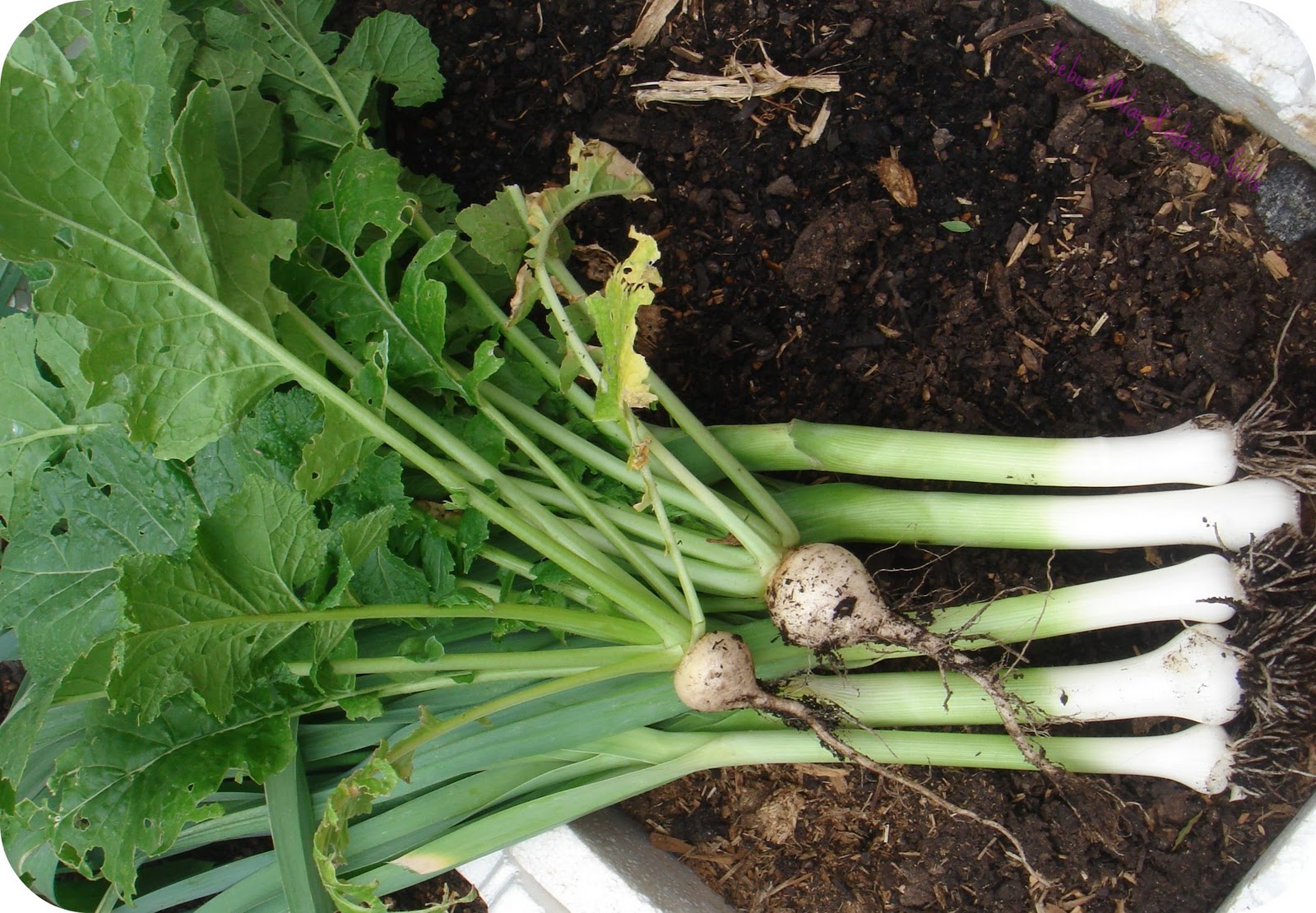 Kebun MalayKadazan girls Leek, Turnip & Squash week