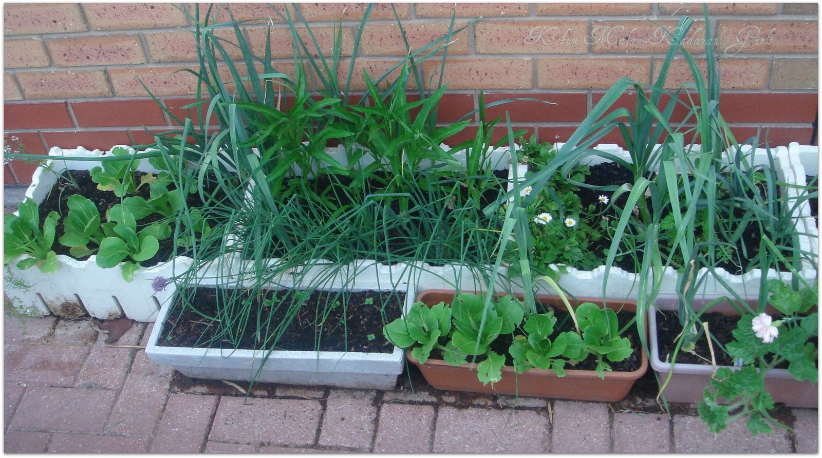 Kebun MalayKadazan girls Polystyrene container summer layout.