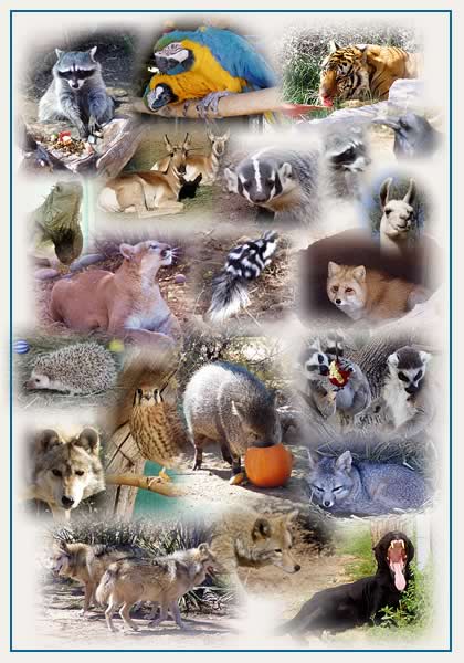 Jennifer Kusuma The Summary Of Why Do Some Animals Die Out