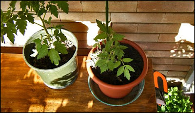 pomodori in vaso