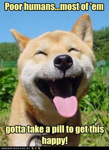 dog quotes funny. funny dog family tree template for children_08. dog quotes funny. funny dog