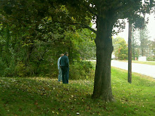 Norway maple