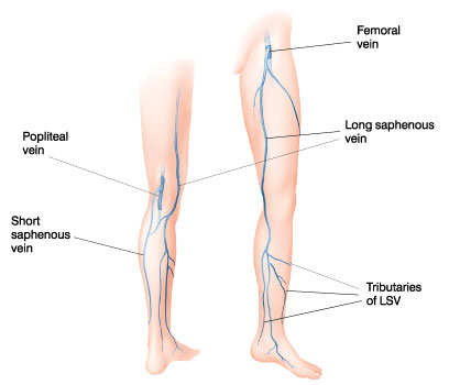 saphenous artery