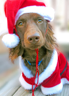 Through The Rear Window: TRIVIA BITS CHRISTMAS SONGS FOR DOGS