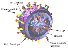 HxNx Biochemistry