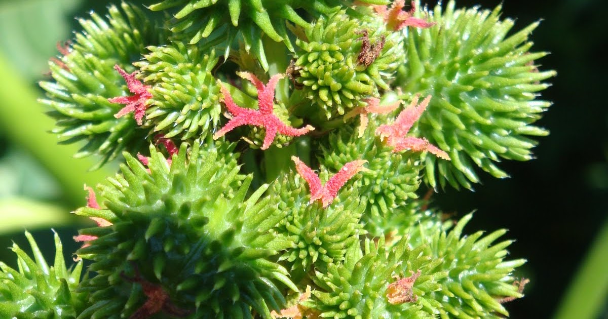 cscorporalis"fotos" 02 (Flores): Folhas e fruto da mamona