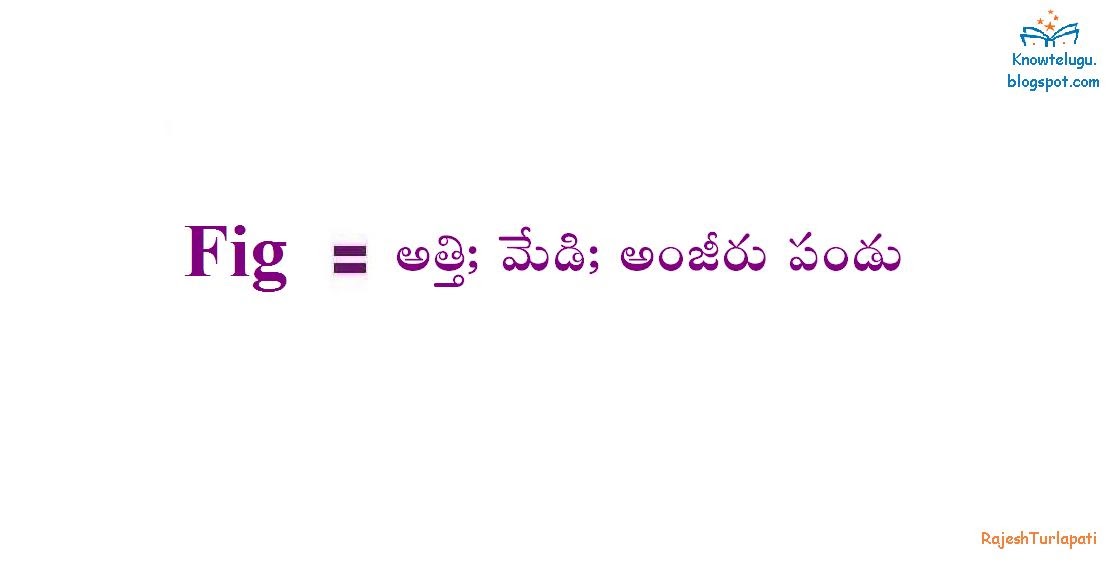 Know Telugu English Telugu Dictionary Fig