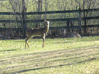 Sweet Pea spotted 2 deer