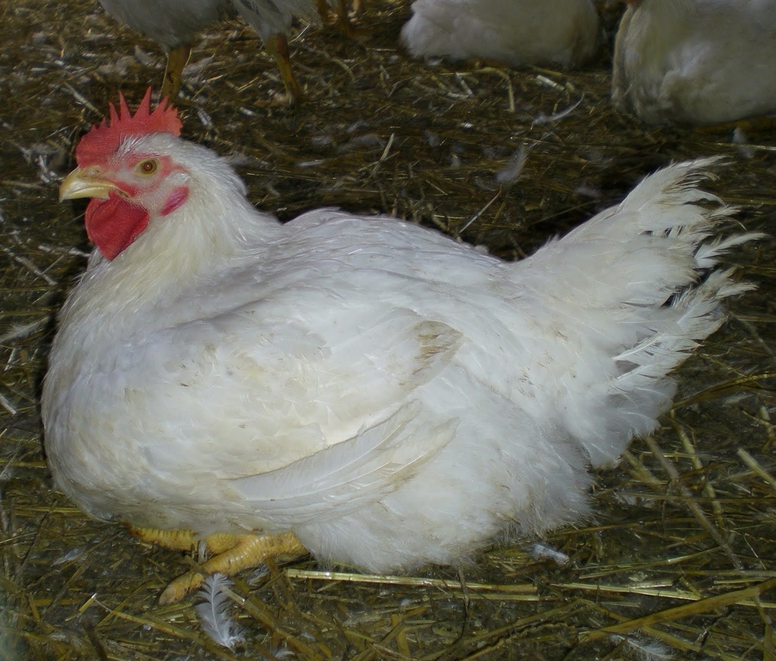 Albums 103+ Pictures How To Caponize A Rooster Updated