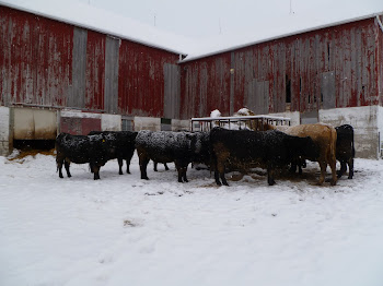 Cows in the winter