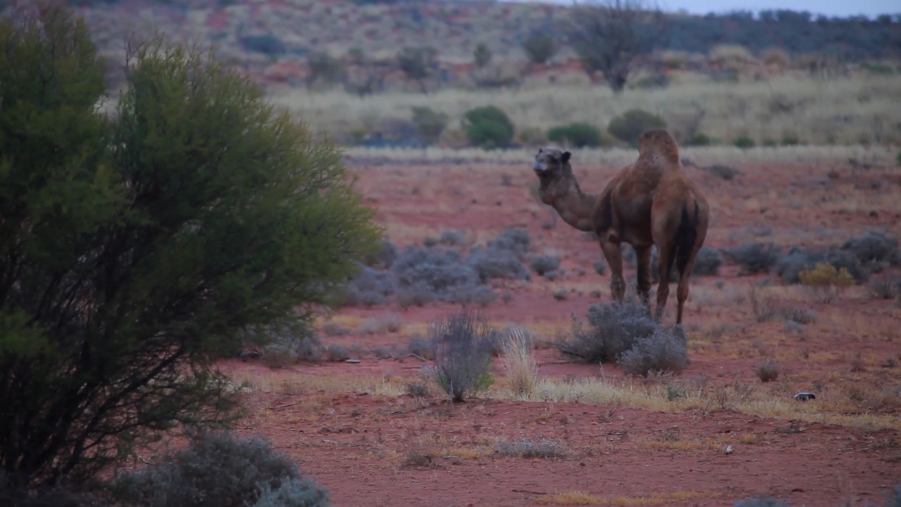 [Camel.jpg]