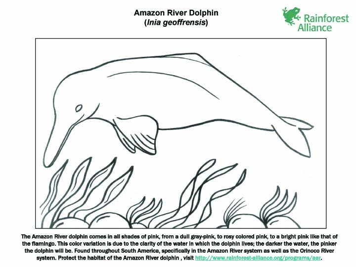 [amazon_river_dolphin.jpg]