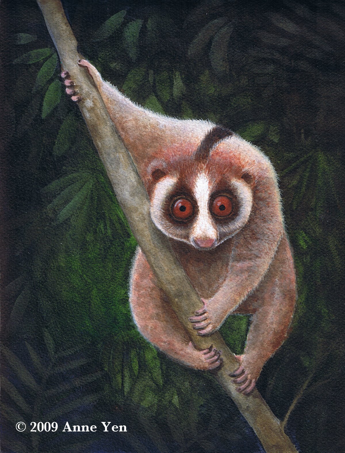 [slow+loris+copyright.jpg]
