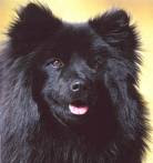 Lapphund