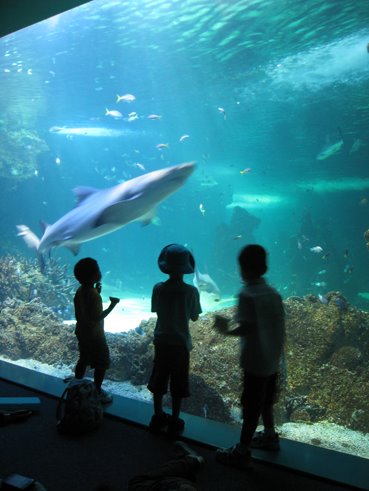 [aquarium.jpg]