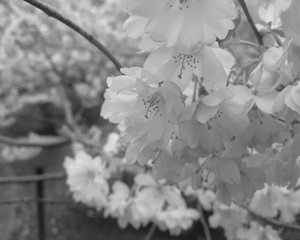 [Sakura_Tree_by_Ticika.jpg]