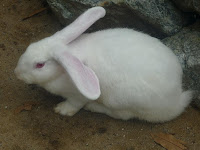 Putra Rabbit Park: Nov 12, 2009