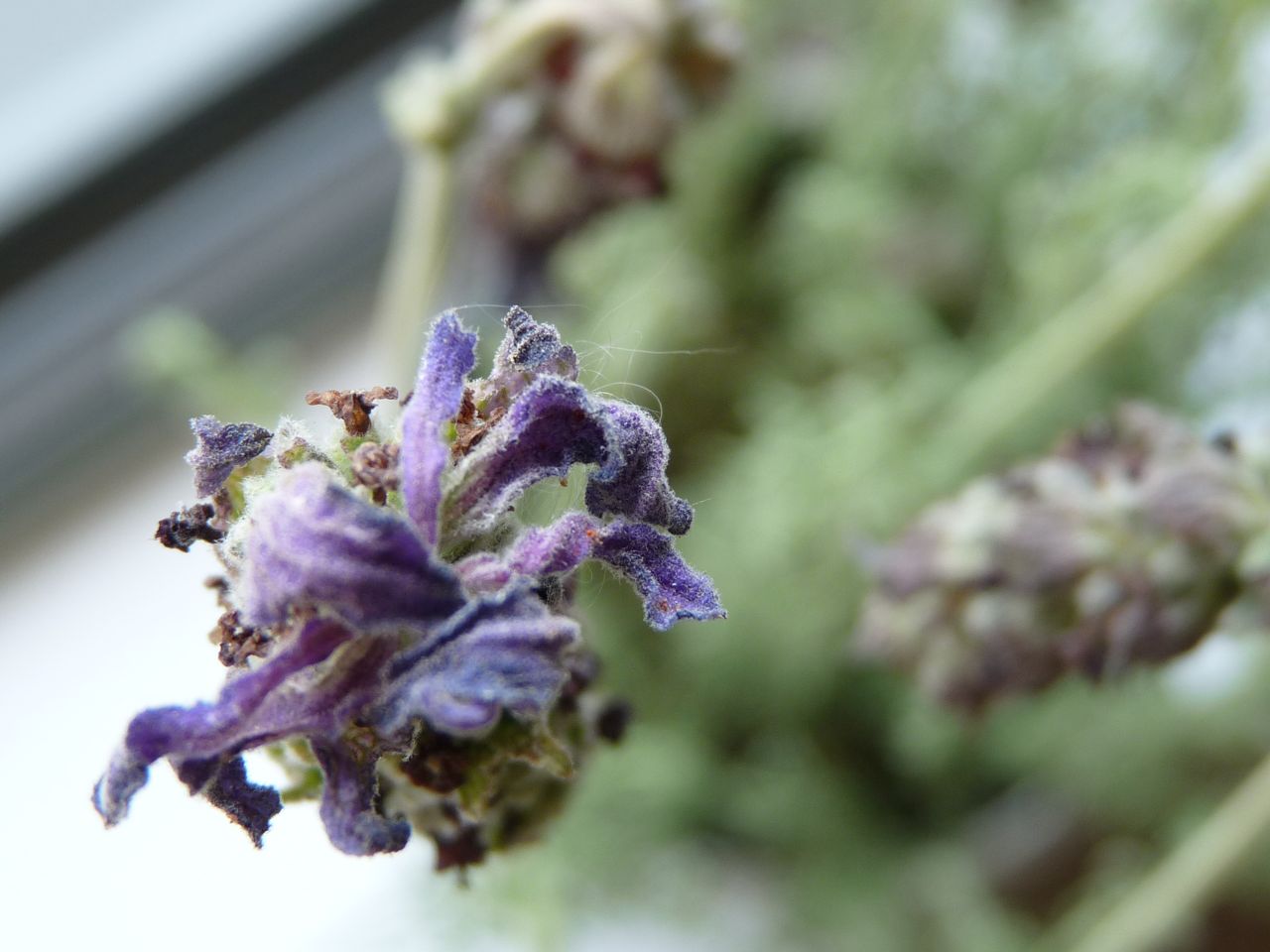 bits on bombay and beyond my drooping Spanish Lavender