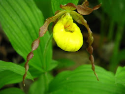 Minnesota State Flower