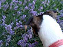 mmmm....lavender!