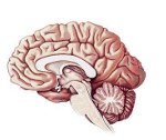 [brain.jpg]