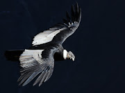The Andean Condor. If you are around 5' tall, stretch out your arms. (csc )