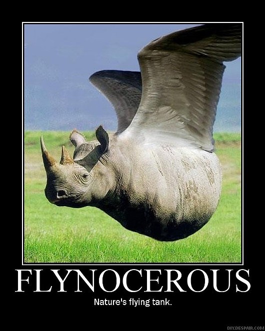 [flynocerous.jpg]