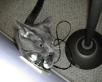 cat_electrical_cord.jpg