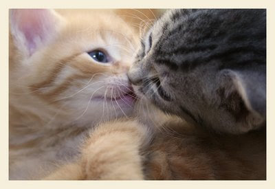 [Image: The_Kitten_Kiss_by_leenaraven.jpg]