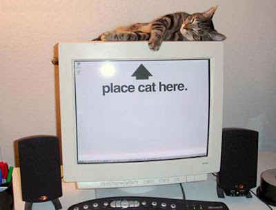 صور قطط بتموتوا من الضحك Place+cat+here