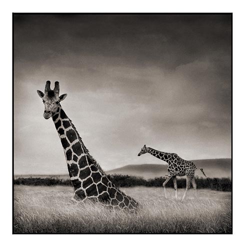 [011_Sitting-Giraffe.jpg]