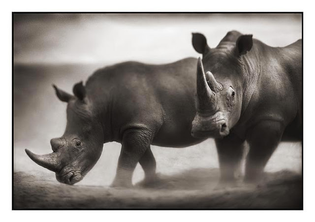 Nick Brandt Creative Wildlife Photography Seen On www.coolpicturegallery.us Nick Brandt Creative Wildlife Photography Seen On www.coolpicturegallery.us