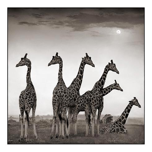 Nick Brandt Creative Wildlife Photography Seen On www.coolpicturegallery.us Nick Brandt Creative Wildlife Photography Seen On www.coolpicturegallery.us