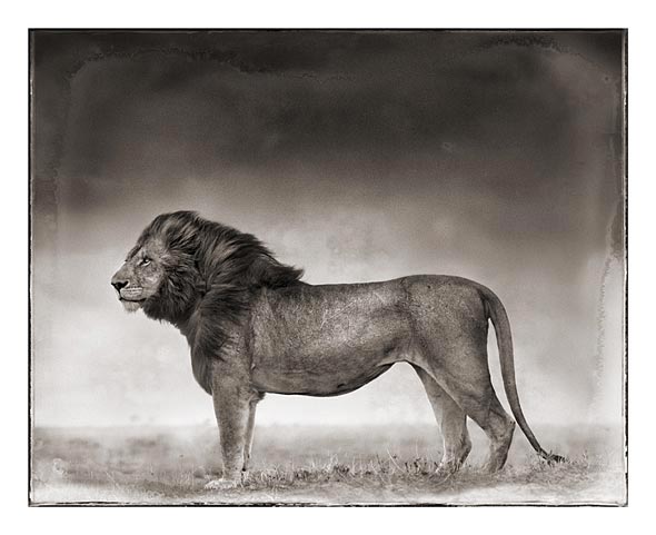 [Portrait-of-Lion-Standi.jpg]