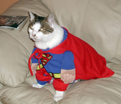 http://3.bp.blogspot.com/_gTJMEP-c2fo/STUiMgLh1PI/AAAAAAAAIOg/B1-FUFn6n4c/s400/super_cat.jpg