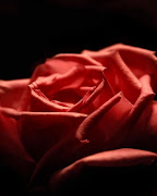 TEXTURA ROSA FLOR Na textura do amor. Taça em flor. Beba do seio a essência (rose)