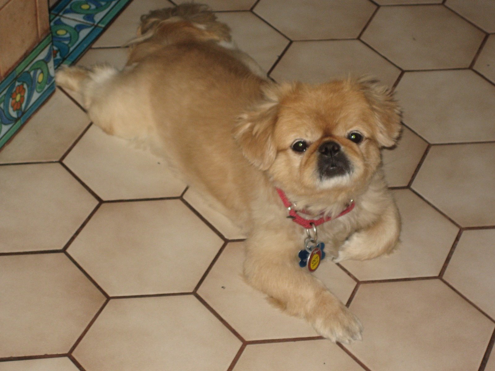 [April+3+Henry+is+a+frog+dog.JPG]