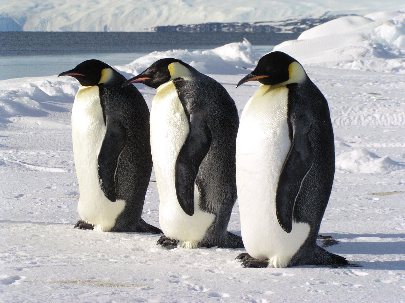 [emperor+penguins.jpg]