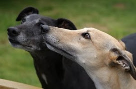 Rosie (fawn) and Abi