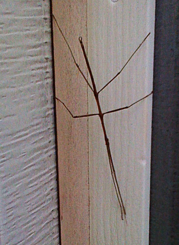 keen walking sticks